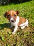 Jack Russell Terrier