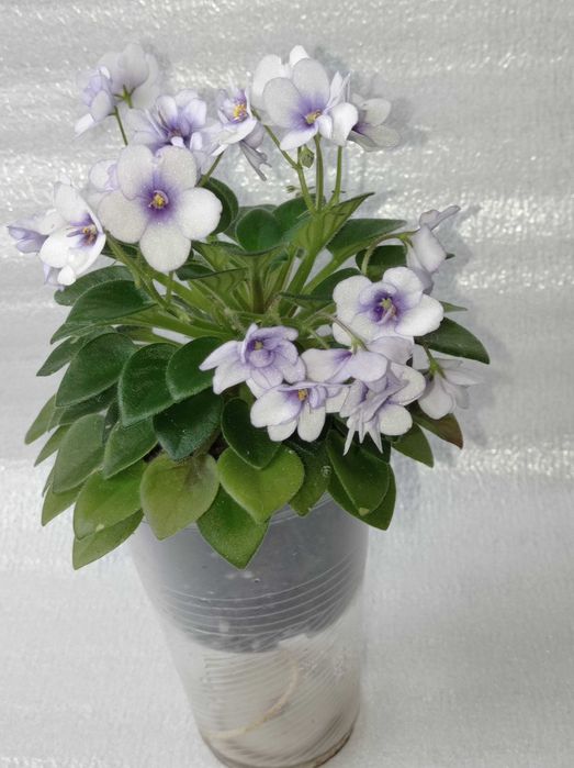 Фіалка сорт міні Robs penni ante