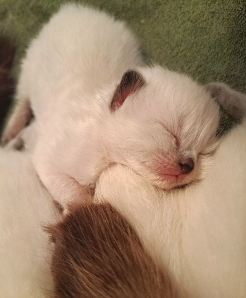 Kocurek Ragdoll odbiór we wrześniu