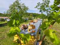 Miód pszczeli naturalny
