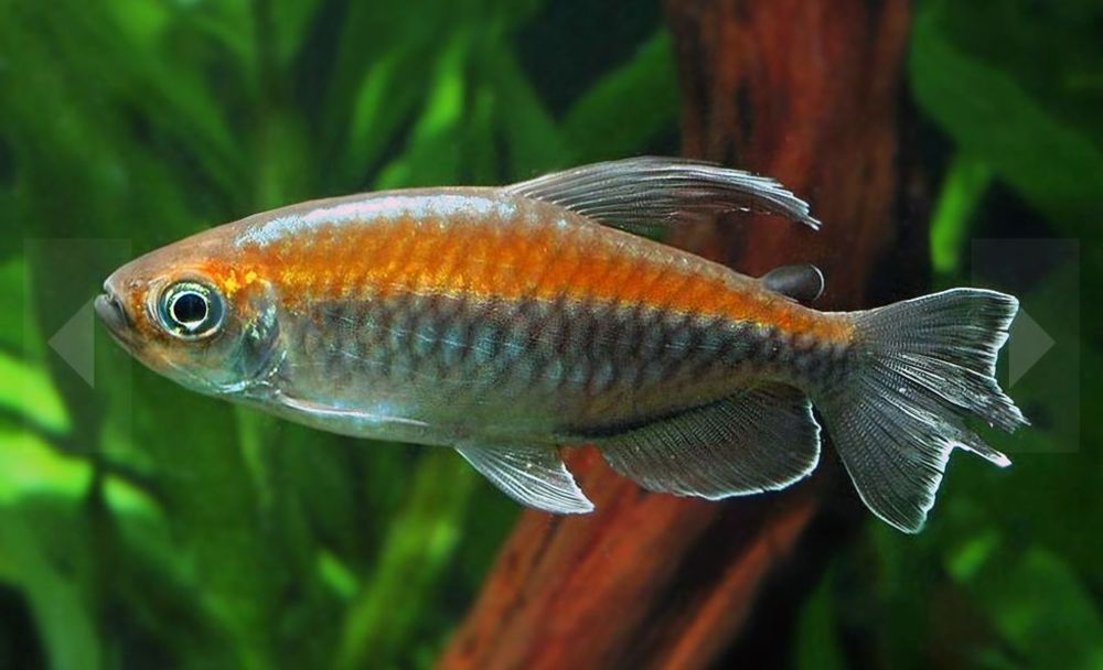 Świeciki kongolańskie