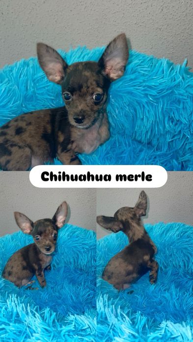 Fantastico Chihuahua