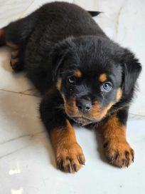 Rottweiler ZKwP/FCI