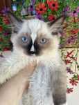 Ragdoll FPL kot  kocurek  14 tygodni seal mitted prawdziwy rodowód