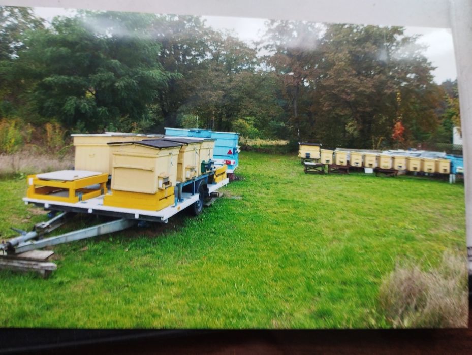 Sprzedaż gospodarstwa pszczelarskiego
