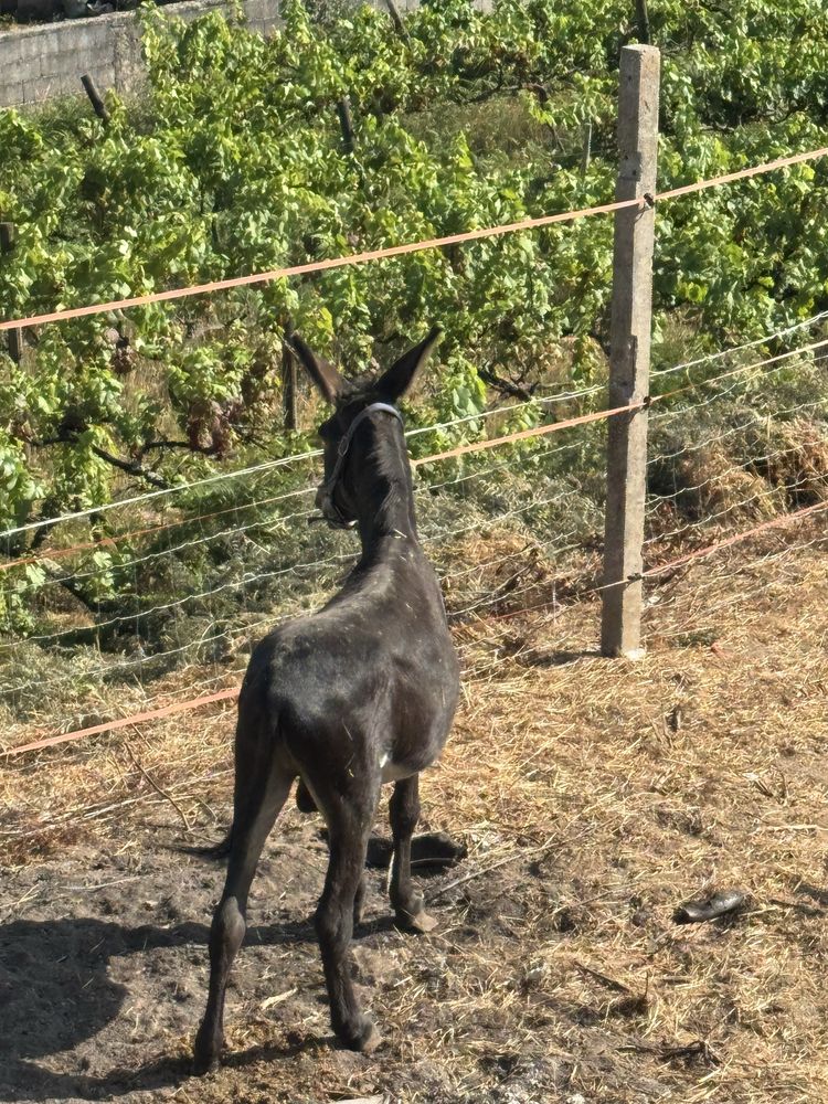 Vendo burro ou troco