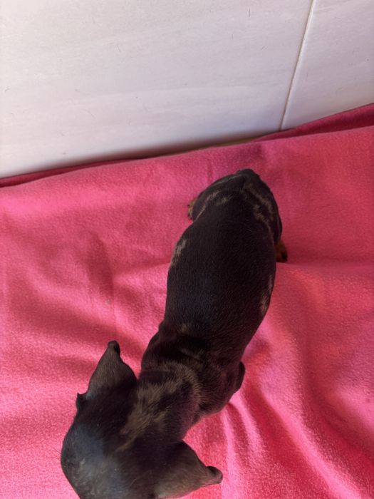 Teckel femea miniatura