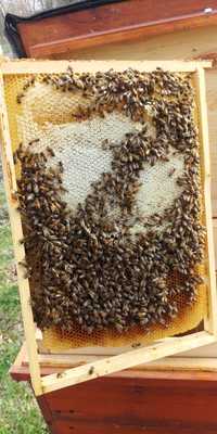 Rodziny pszczele, pszczoły. Ramka WARSZAWSKA POSZERZANA