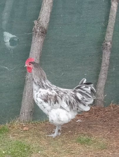 Australorp splesh para