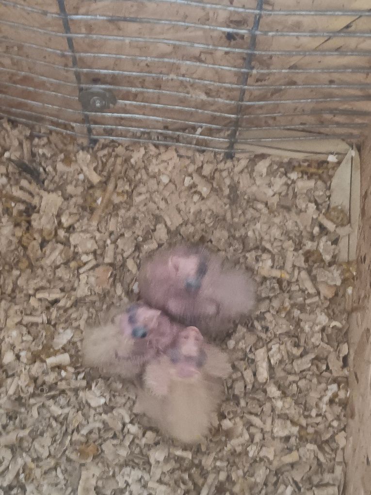 Disponível para domesticar