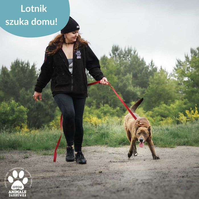 Lotnik szuka kochającego domu!