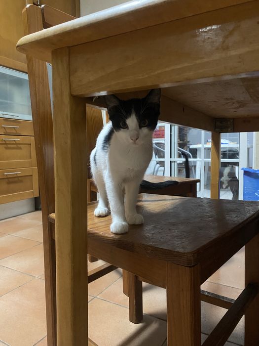 Duas gatinhas adoráveis para adoção – 2 meses e meio