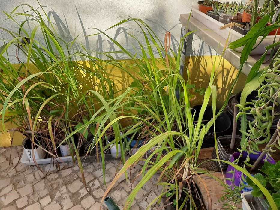 Plantas decorativas, suculentas, Physalis, Aloé vera