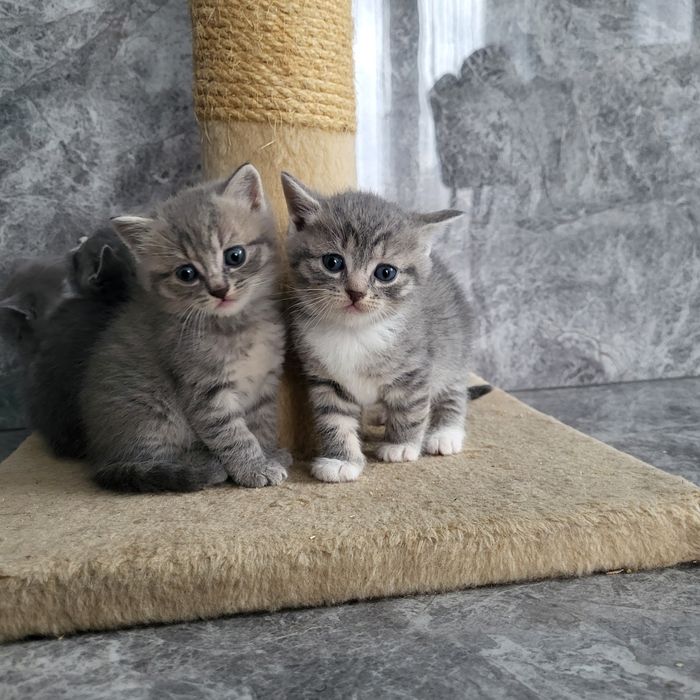 Британские котята