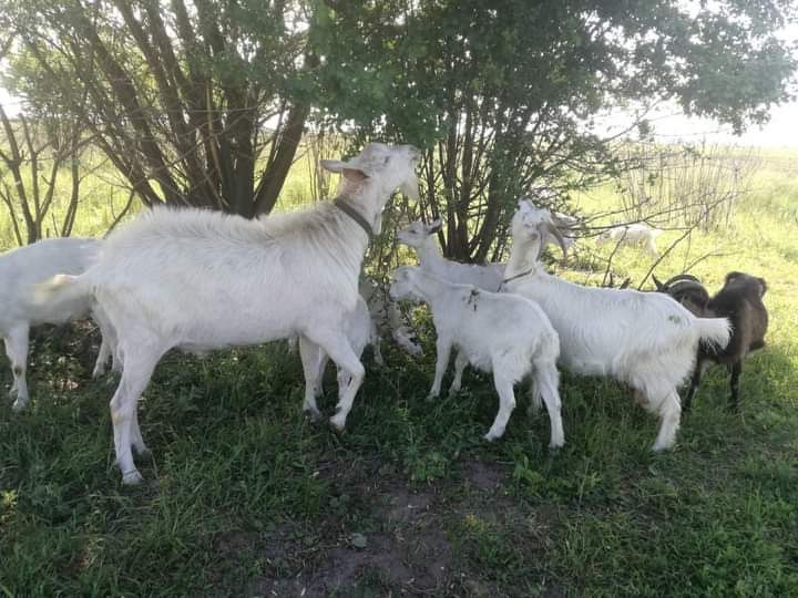 Продам кози є різні і різні ціни