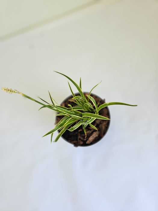 Turzyca morrowa 'Ice Dance' (Carex morrowii 'Ice Dance')