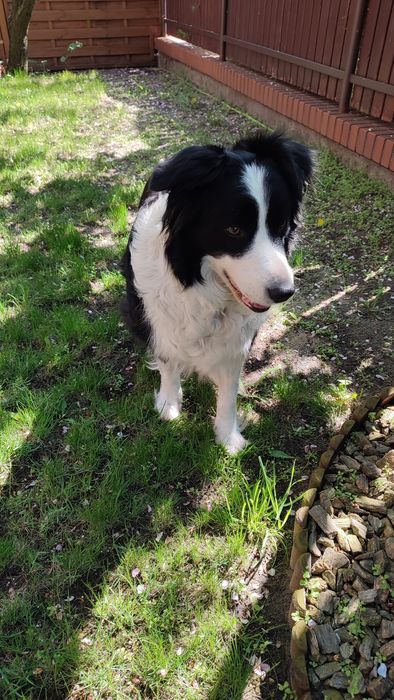Szczeniak Border Collie