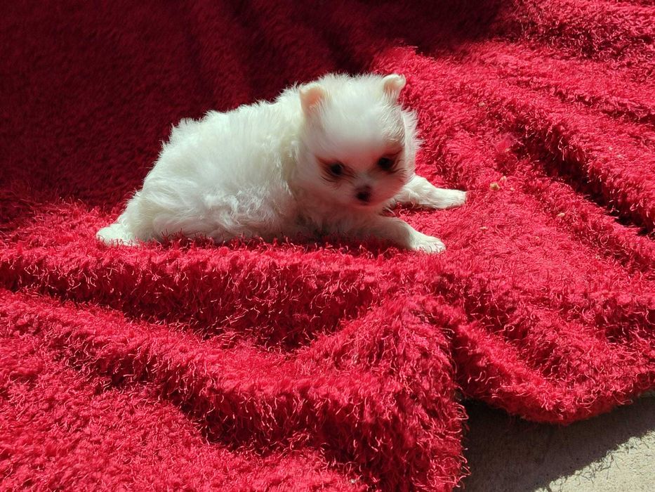 Lulu Pomerânia macho