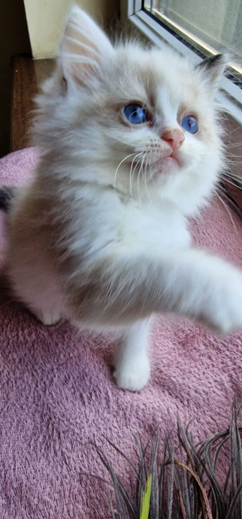 Kocurek Ragdoll z rodowodem gotowy do zmiany domu