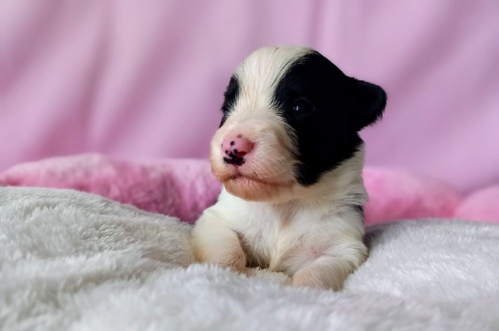 Border Collie suczka Mamba