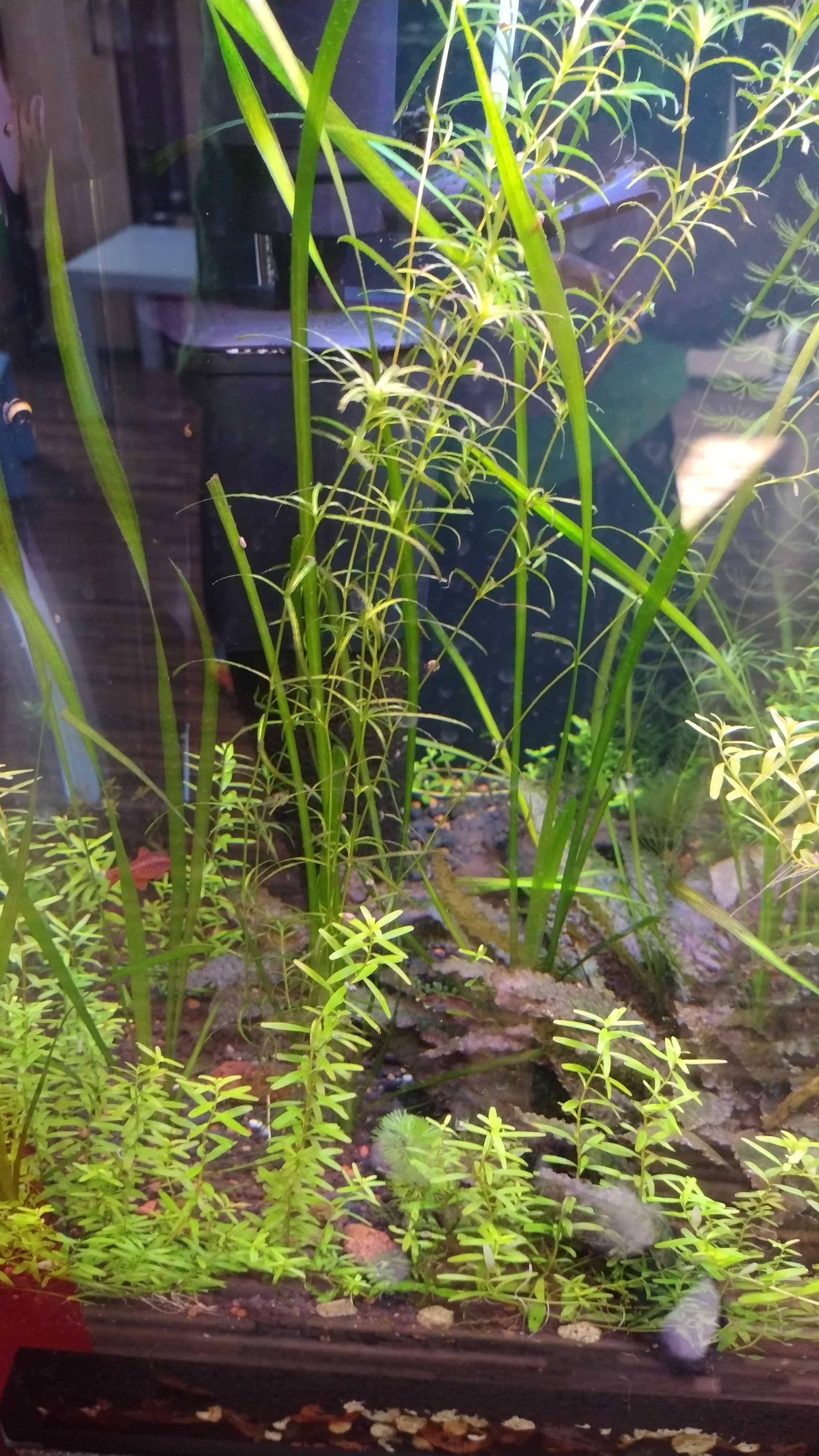 Rośliny akwariowe z przycinki