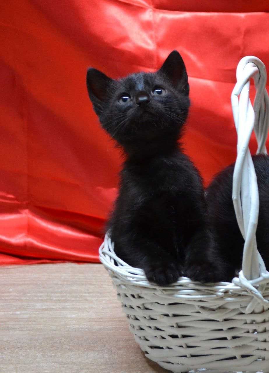 классный малыш Алмазик ищет дом и семью!