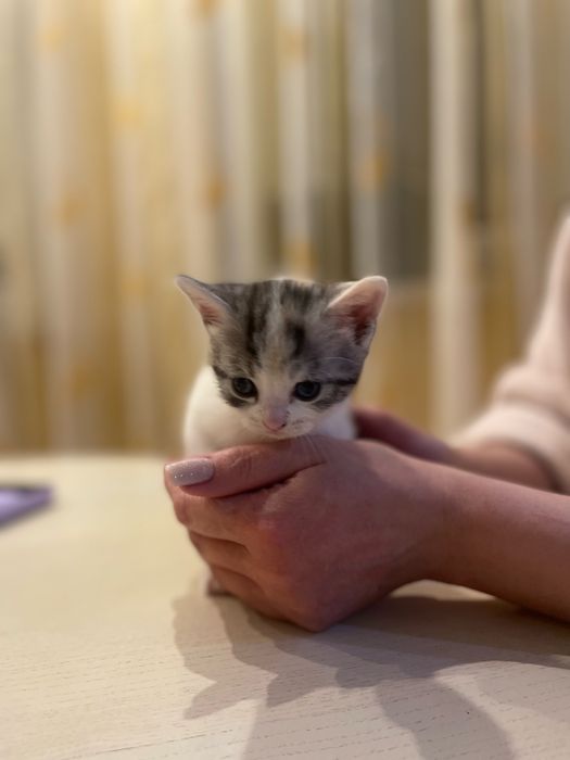 Віддаємо кошенят в добрі руки