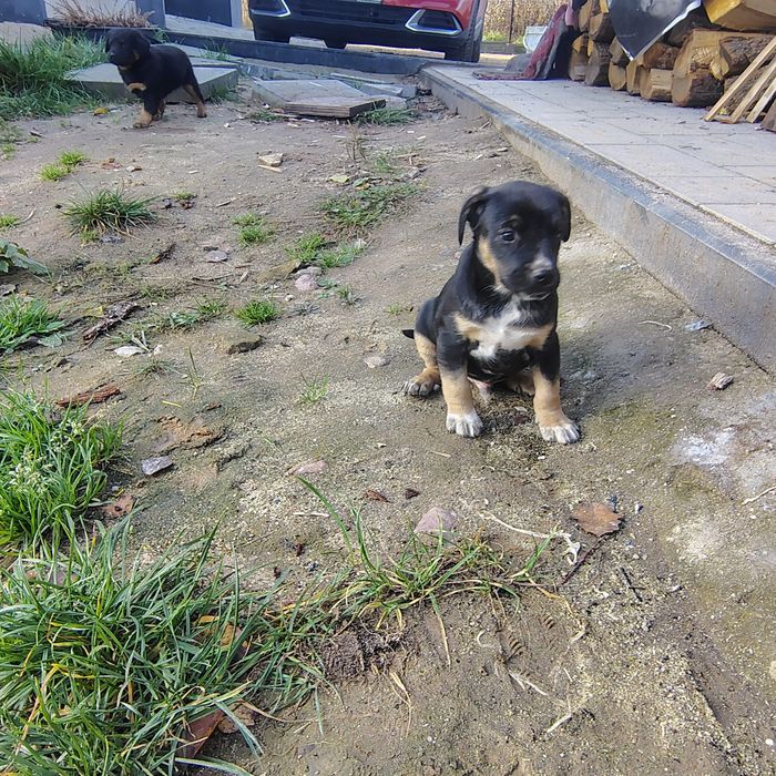 Oddam cztery pieski za darmo