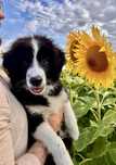 Wyjątkowy piesek Border Collie FCI - gotowy do kochania!