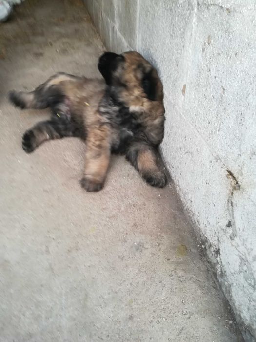 Vendo Cachorro Serra da Estrela