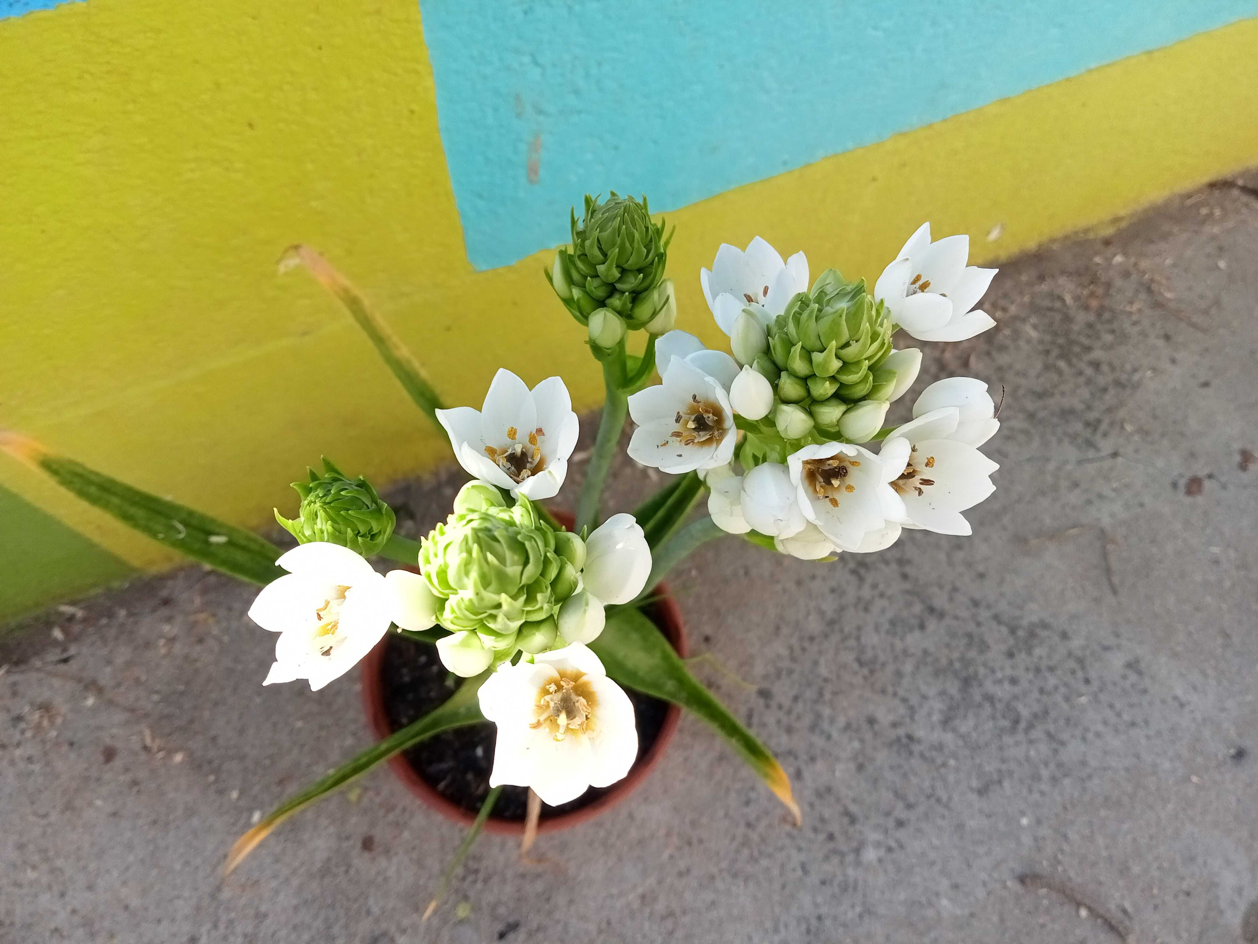 Bolbos Beijinhos de mãe (Ornithogalum thyrsoides)