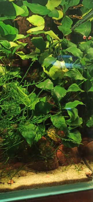 Roślina Anubias sadzonki