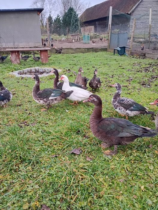 Kaczki piżmowe z wiosennego wylęgu