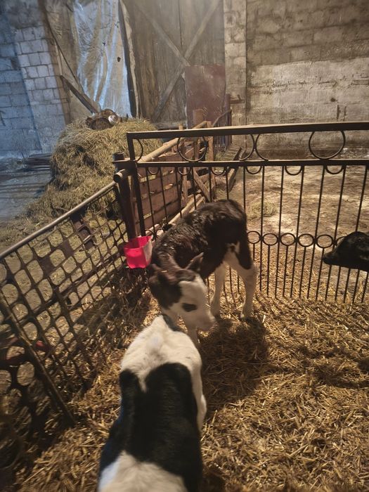 Cielaki byczki SM i mm