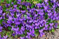 Фіалка запашна (Viola odorata)