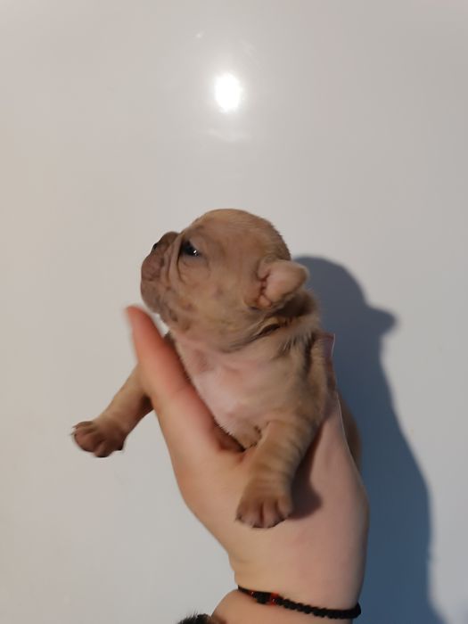 Гарнесенькі,в різноманітних кольорах, дівчатка та хлопчики Доставимо