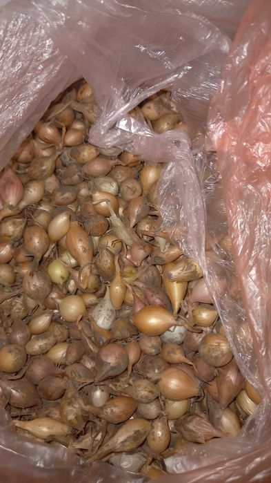 Продам озиму цибулю