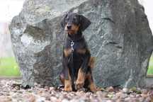 PIES Doberman Cz-p