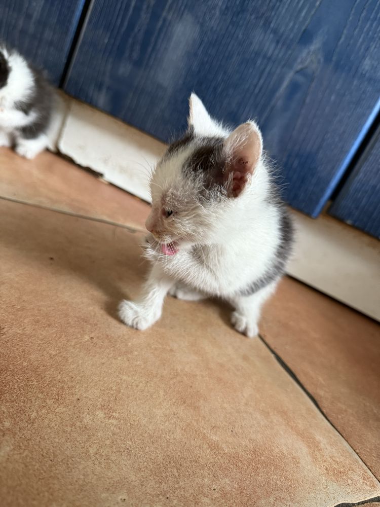 Kociaki do oddania za darmo
