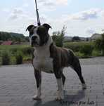 Amstaff pies na sprzedaż
