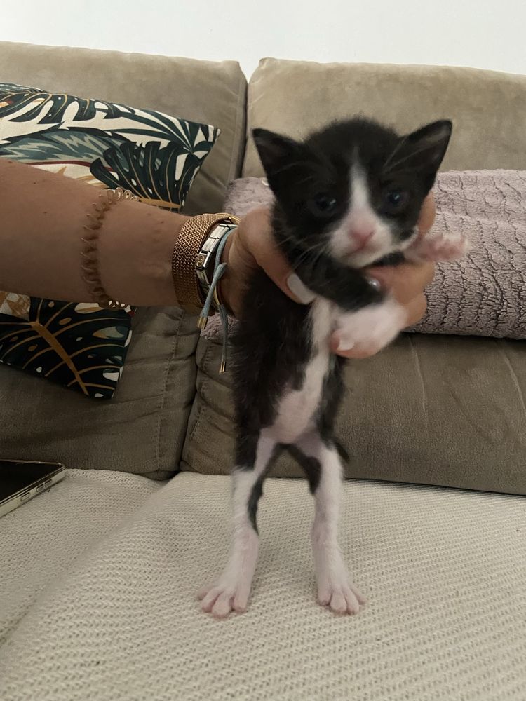 Gatinhos para adocao