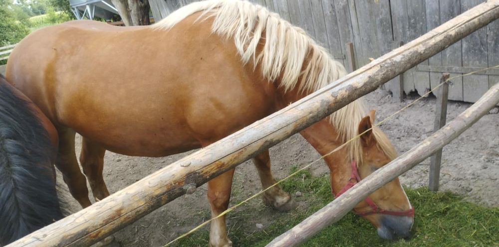 Sprzedam dwie klacze zimnokrwiste