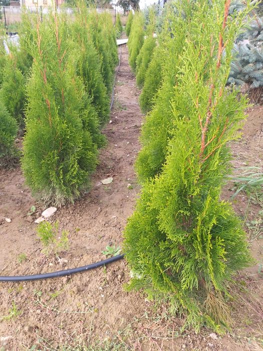 Tuja szmaragd thuja smaragd żywotnik zachodni