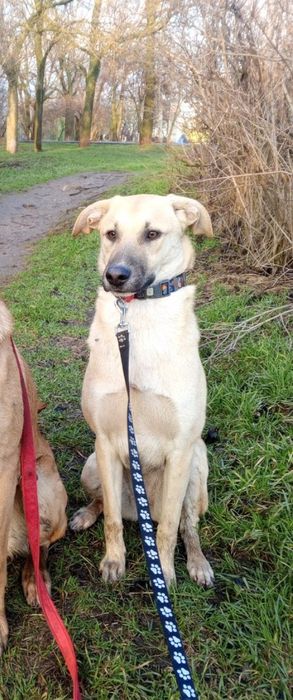 Отдам даром в добрые руки собаку метис овчарки и лабрадора