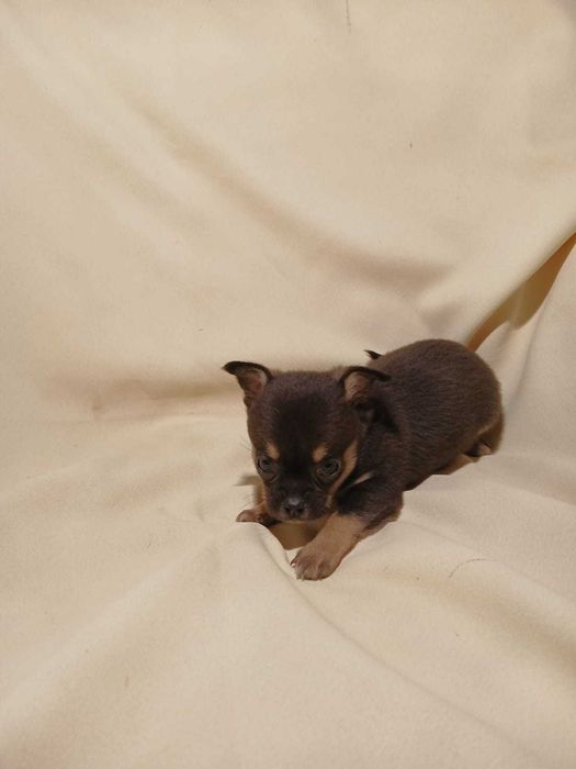 Chihuahua suczka z rodowodem