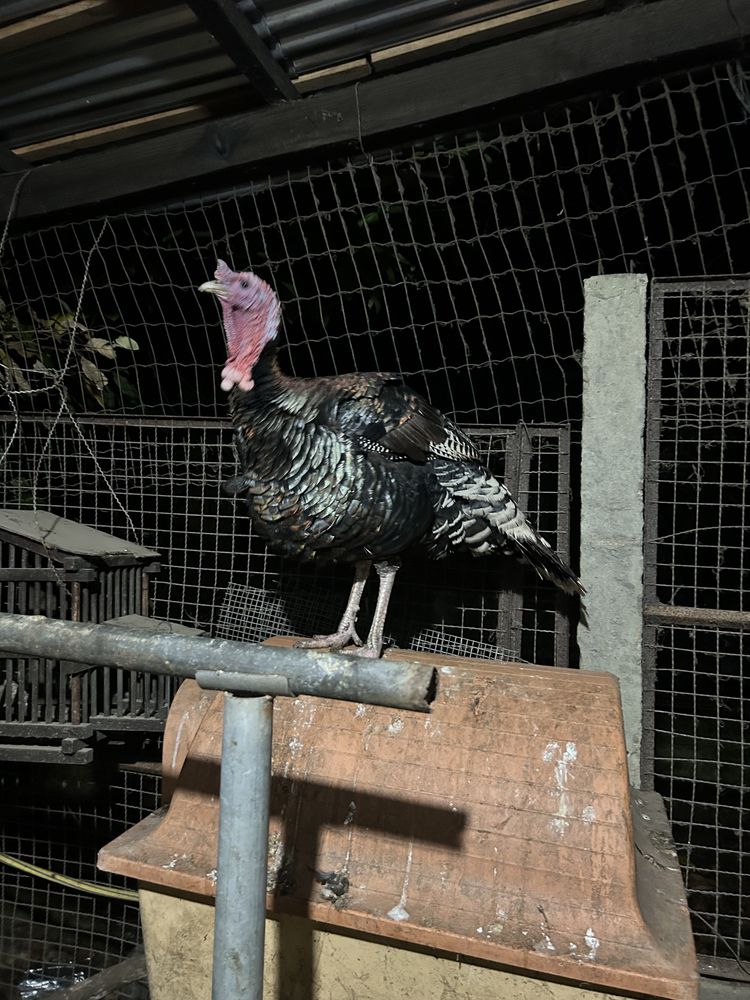 Ovos galados de peruas pretas e royal