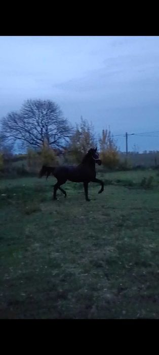 Kara klacz kwpn Freelance x Wynton x Krack c