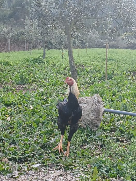 Indio gigante brasileiro  apartir 3 meses