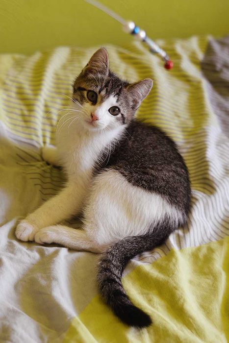 Кошеня Мартін в Добру родину! (котик, 2,5-3 міс, врятований з вулиці)