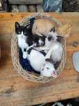 gatinhos para adopção com dois meses, prontos para serem acolhidos